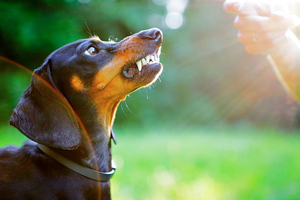 Abogados De Mordeduras Y Ataques De Perro