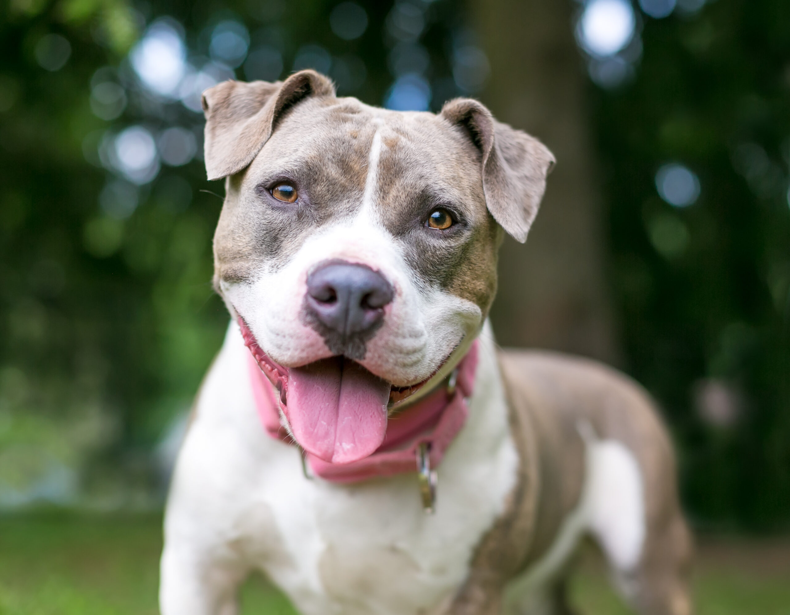 A happy gray and white Staffordshire Bull Terrier mixed breed dog panting